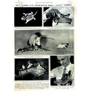  1951 FLYING SQUIRRELS WALKER ZOOLOGICAL WASHINGTON