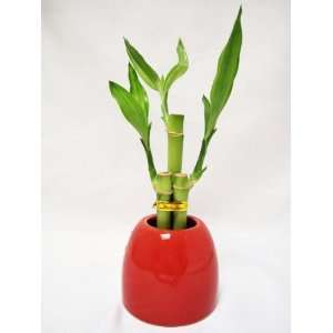     Live 3 Style Lucky Bamboo Arrange w/ Red Hand Paint Ceramic Pot