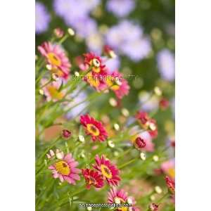  Red marguerite (Argyranthemum frutescens) Photographic 