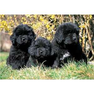  Newfoundland Puppies 300 Piece Jigsaw Puzzle Toys & Games