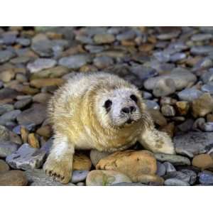  Gray Seal Pup (Halichoerus Grypus), Orkney Islands, Scotland 