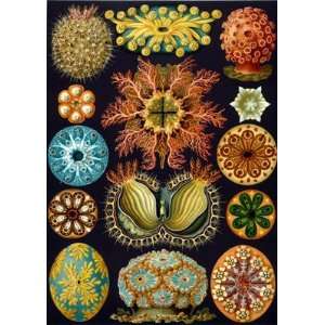  Haeckel Sea Squirts Wooden Jigsaw Puzzle Toys & Games