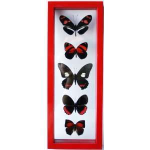  Real Red Framed Butterfly Collection 