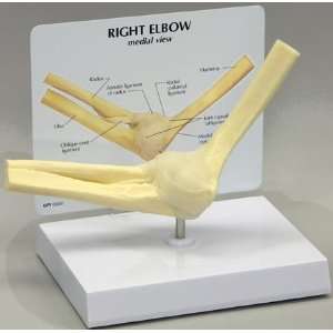 Elbow Bone Joint Anatomical Model  Industrial & Scientific