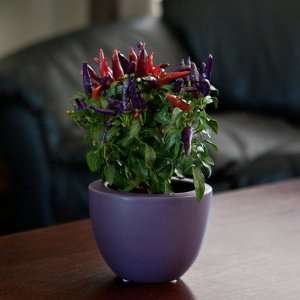 Purple Pepper Plant in Purple Tapered Round Container  Ships Via 2 