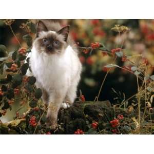  Domestic Cat, Young Birman Cat Among Cotoneaster Berries 