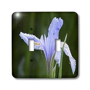  Florene Flower   Purple Iris With Dewdrops   Light Switch 