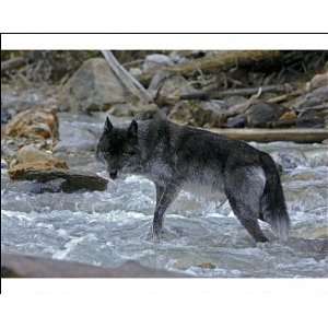  Timber Wolf   black phase, standing in mountain creek 