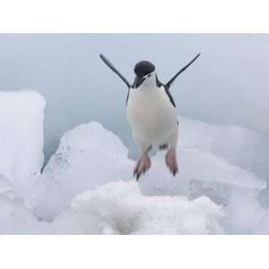 Chinstrap Penguin jumping on ice, South Orkney Islands, Antarctica 