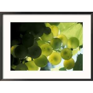  Semillion Grape Cluster in Veraison, Seven Hills Vineyard, Umatilla 