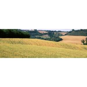  Rolling Hills of Wheat, Tuscany, Italy by Panoramic Images 