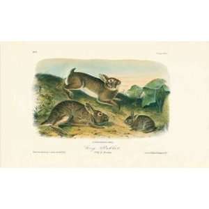  Grey Rabbit Poster Print