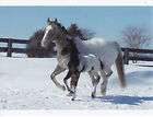 APPALOOSA MARE AND FOAL RUNNING IN SNOW HORSE POSTCARD
