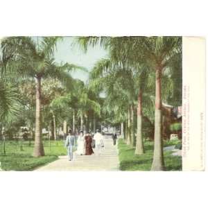   Postcard Colon Park and Central Avenue   Havana Cuba 