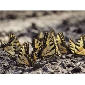  Close View of a Group of Tiger Swallowtail Butterflies 