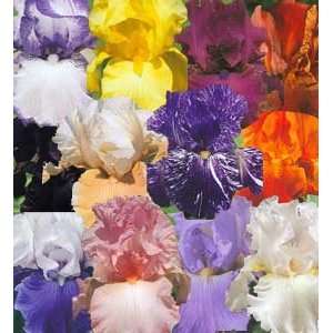    Spectacular Iris Mix 24 Rhizomes/12 Types Patio, Lawn & Garden