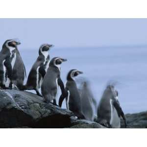  Panned View of Humboldt, or Peruvian, Penguins on a Rocky 