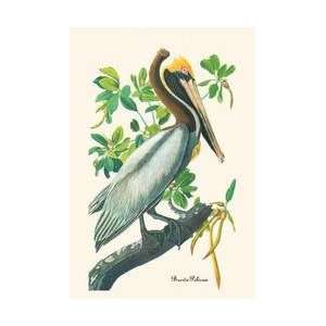  Brown Pelican 20x30 poster