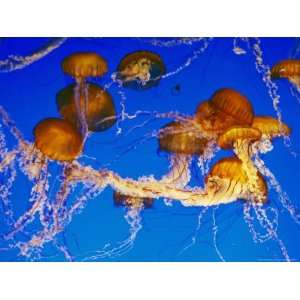  Jellyfish in the Ocean Around Costa Rica National 
