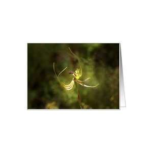  Blank Note Card   Flower Forest Mantis Spider Orchid 