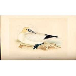  H/C British Birds 1St Ed Morris Gannet
