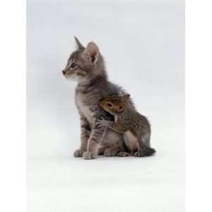 Domestic Cat, Interacting with Baby Grey Squirrel Premium Poster Print 