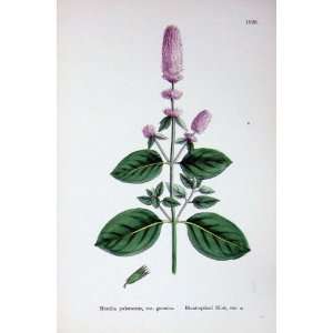  Botany Plant C1902 Blunt Spiked Mint Mentha Herb Flower 