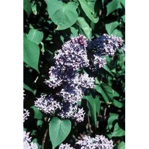  LILAC PRESIDENT LINCOLN / 3 gallon Potted Patio, Lawn 