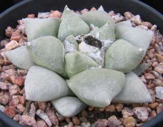 Ariocarpus retusus Living Rock, Seven Stars Cactus 20  