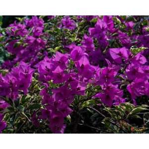  Flowers of Bangkok Bougainvillea