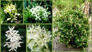 Randia siamensis Very Frangrant Tropical Shrub 1 Plant  