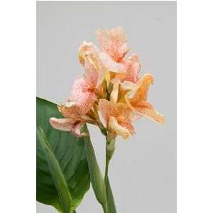  Canna Star View 150 pack Patio, Lawn & Garden