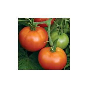  Matina Tomato Patio, Lawn & Garden