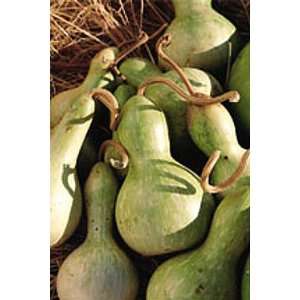  Hopi Rattle Gourd 25 Seeds/Seed Patio, Lawn & Garden