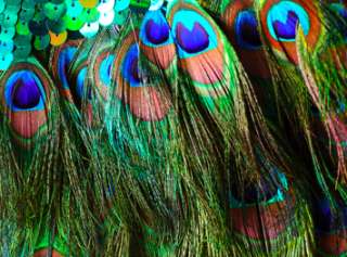 CHARISMATICO GREEN PAGEANT TRANSVESTITE DRAG QUEEN Feather PEACOCK 