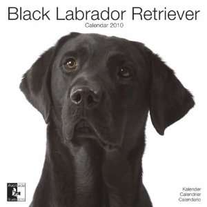 Black Labrador Retriever 2010 Wall Calendar