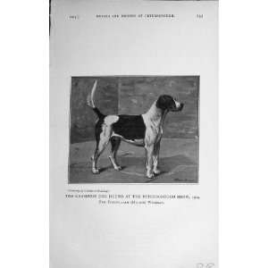  1914 Champion Dog Hound Peterborough Show Wiseman