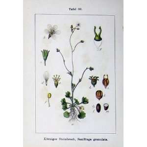   Sturms 1902 Saxifraga Granulata Stellaris Plant