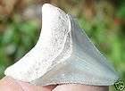 Megalodon Epoch Bone w Teeth Marks engraved  