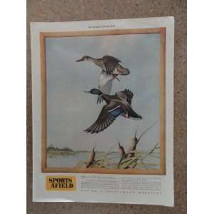 Magazine, Vintage 40s full page print ad. (know your ducks/by Angus 