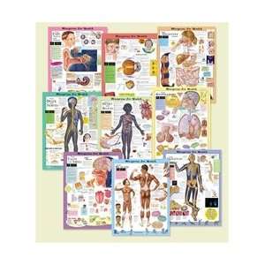 Blueprint For Your Health Anatomical Chart Set   All 9 Laminated 