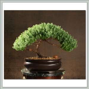 Bonsai Tree Juniper  Pyxis  Grocery & Gourmet Food