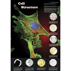 American Educational JPT T58 Cell Structure poster  