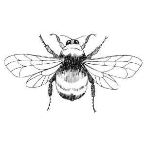   inch Square Acrylic Coaster Line Drawing Bumblebee