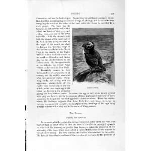   NATURAL HISTORY 1895 COMMON PUFFIN BIRD NORTHERN DIVER