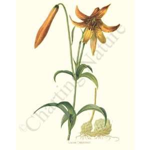   American Yellow Lily   Lilium canadense 