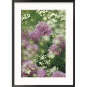  Chives and Carraway, Louisville, Kentucky, USA Framed 