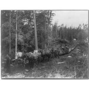 Lumbering operations,Cascade Mountains,c1906 23,horses pulling log 