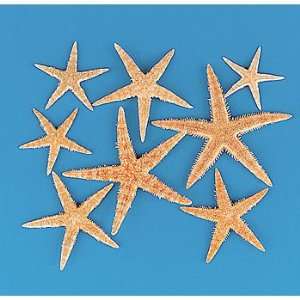  Natural Starfish Assortment Toys & Games