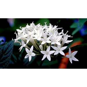   White Egyptian Star 10 Seeds   Pentas   Annual Patio, Lawn & Garden